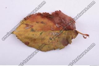 Leaves Dead 0049